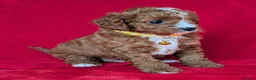 Cavapoo dogs for sale: All puppies reserved. - Advert 39