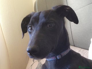 Mixed Breed dogs in Wednesbury - Advert 13