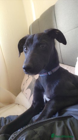 Mixed Breed dogs in Wednesbury - Advert 8