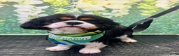 Cavalier King Charles Spaniel dogs for sale: Clearviews Classic Cavalier King Charles Spaniels - Advert 4