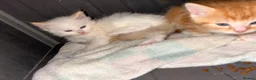 Mixed Breed cats for sale: 5 beautiful kittens   - Advert 2