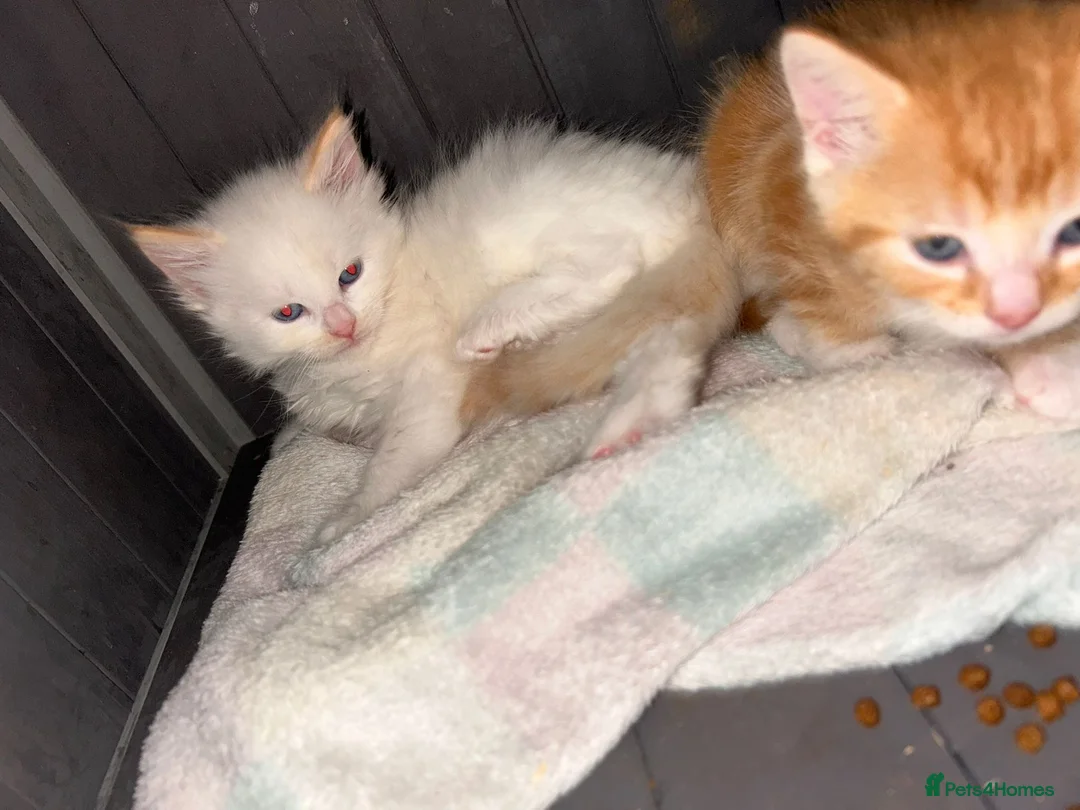 Mixed Breed cats for sale: 5 beautiful kittens   - Advert 2