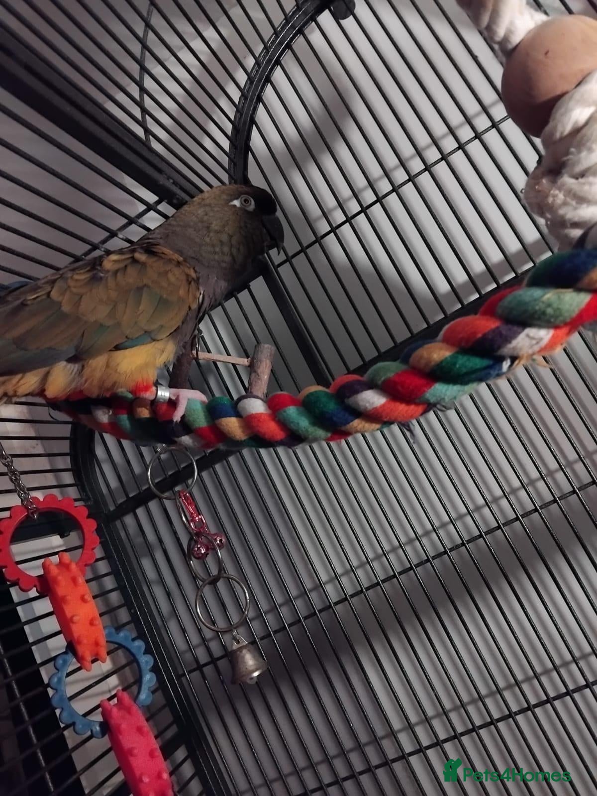 Conures birds Patagonian conure - Advert 2