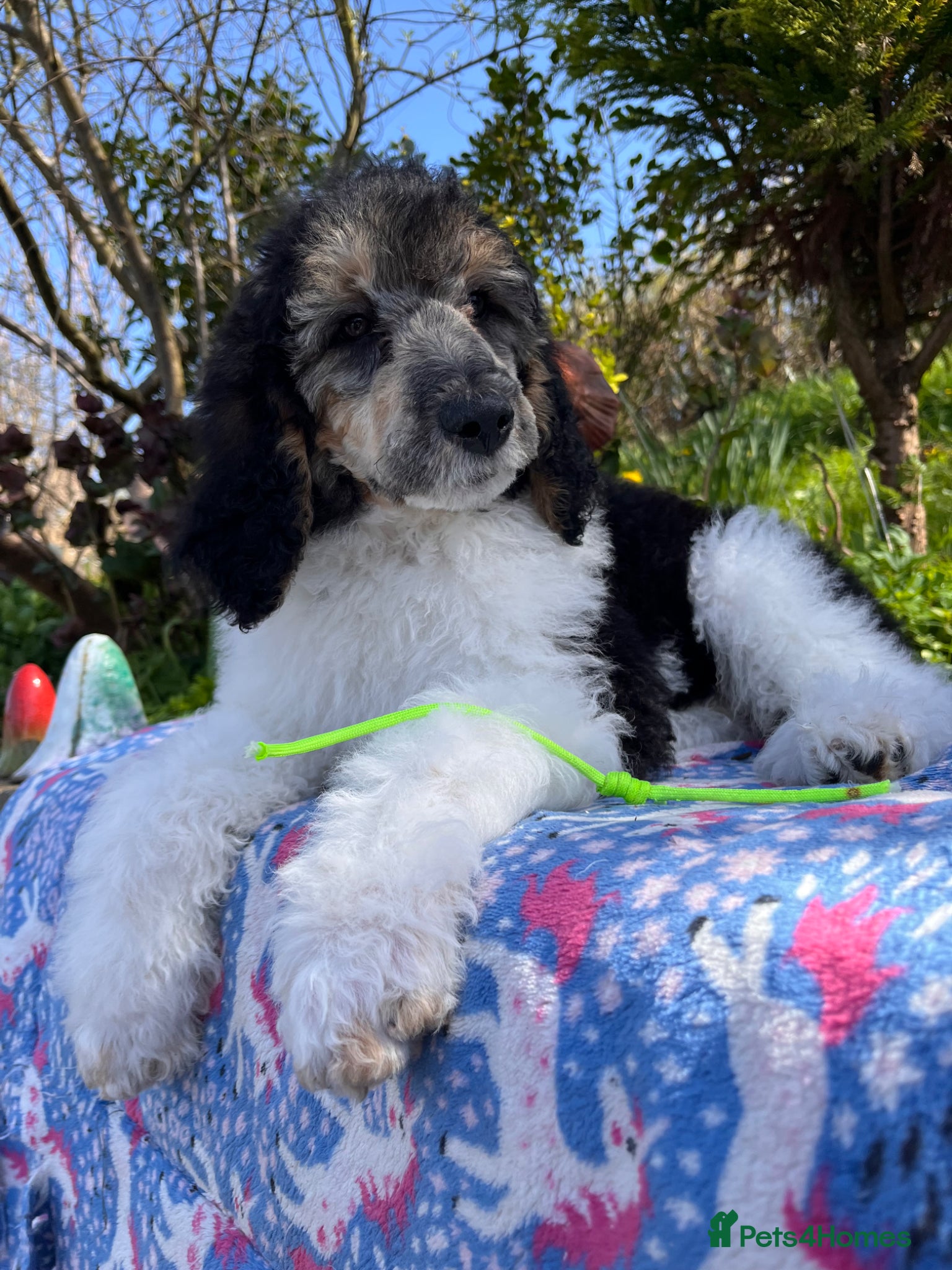 Standard Poodle dogs Standard poodle Fully vac Ready Now  - Advert 6