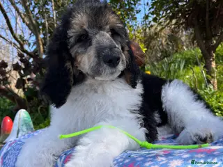 Standard Poodle dogs Standard poodle Fully vac Ready Now - Advert 6