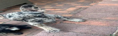 French Bulldog 4