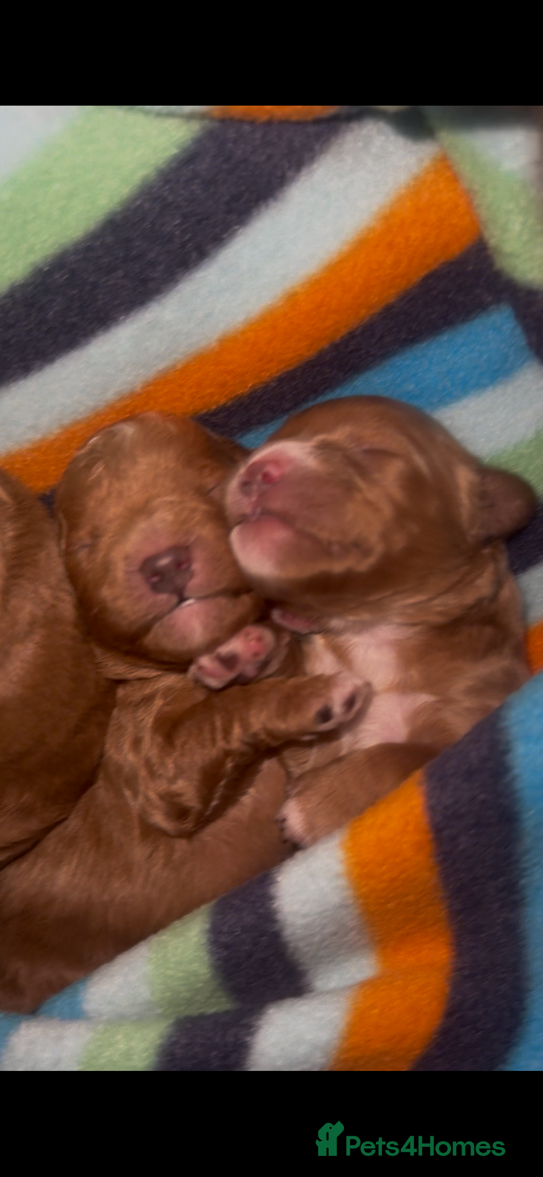 Cavapoochon dogs for sale: Cavapoochons for sale   - Advert 8