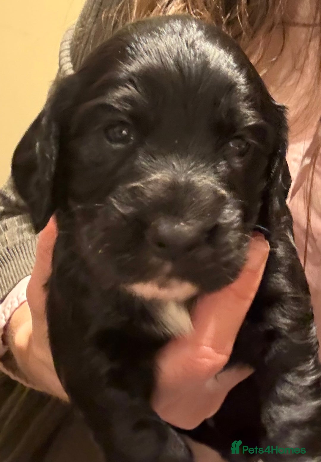 Cocker Spaniel dogs for sale: Gorgeous Cocker Spaniel Puppies - Advert 7