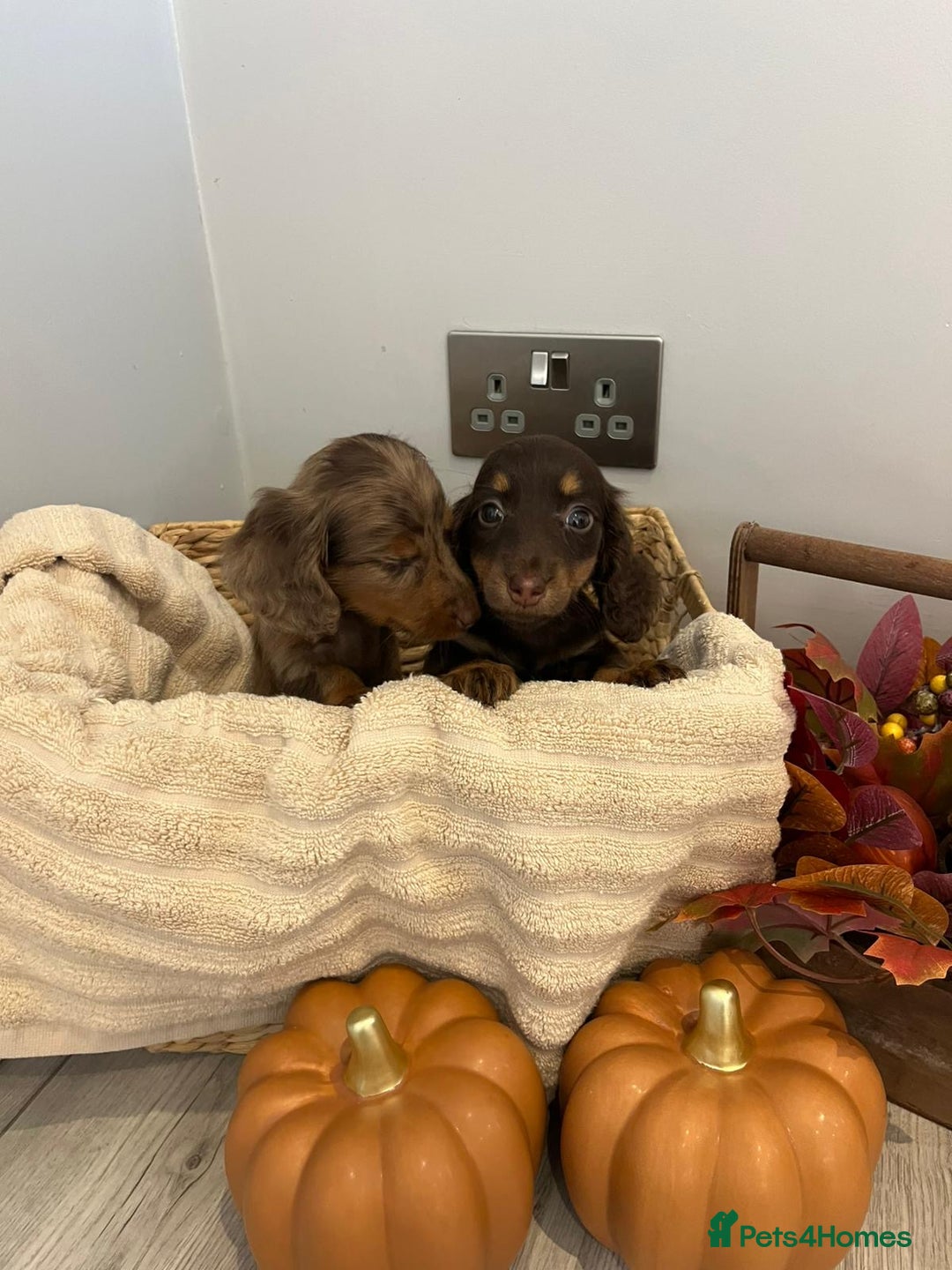Miniature Dachshund dogs for sale: Beautiful miniature dachshund puppies  - Image 21