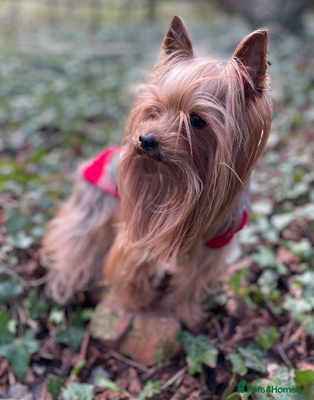 Yorkshire Terrier dogs for stud: Experienced STUD,KC REG Yorkshire Terrier  in Caterham - Advert 5