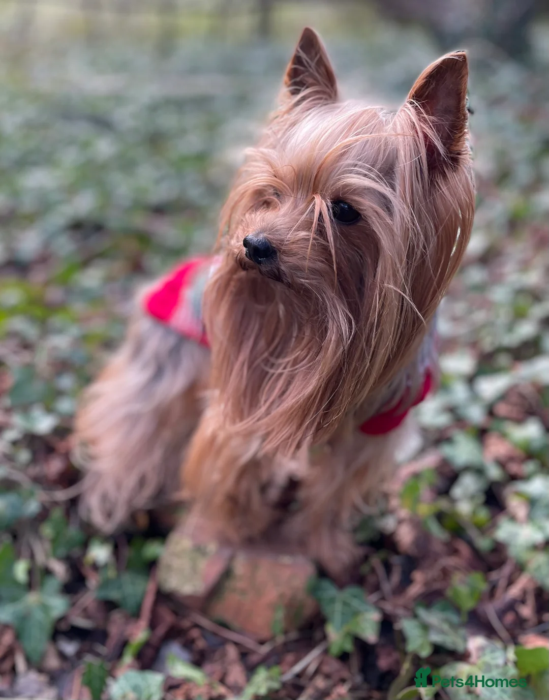 Yorkshire Terrier dogs for stud: Experienced STUD,KC REG Yorkshire Terrier  in Caterham - Advert 5