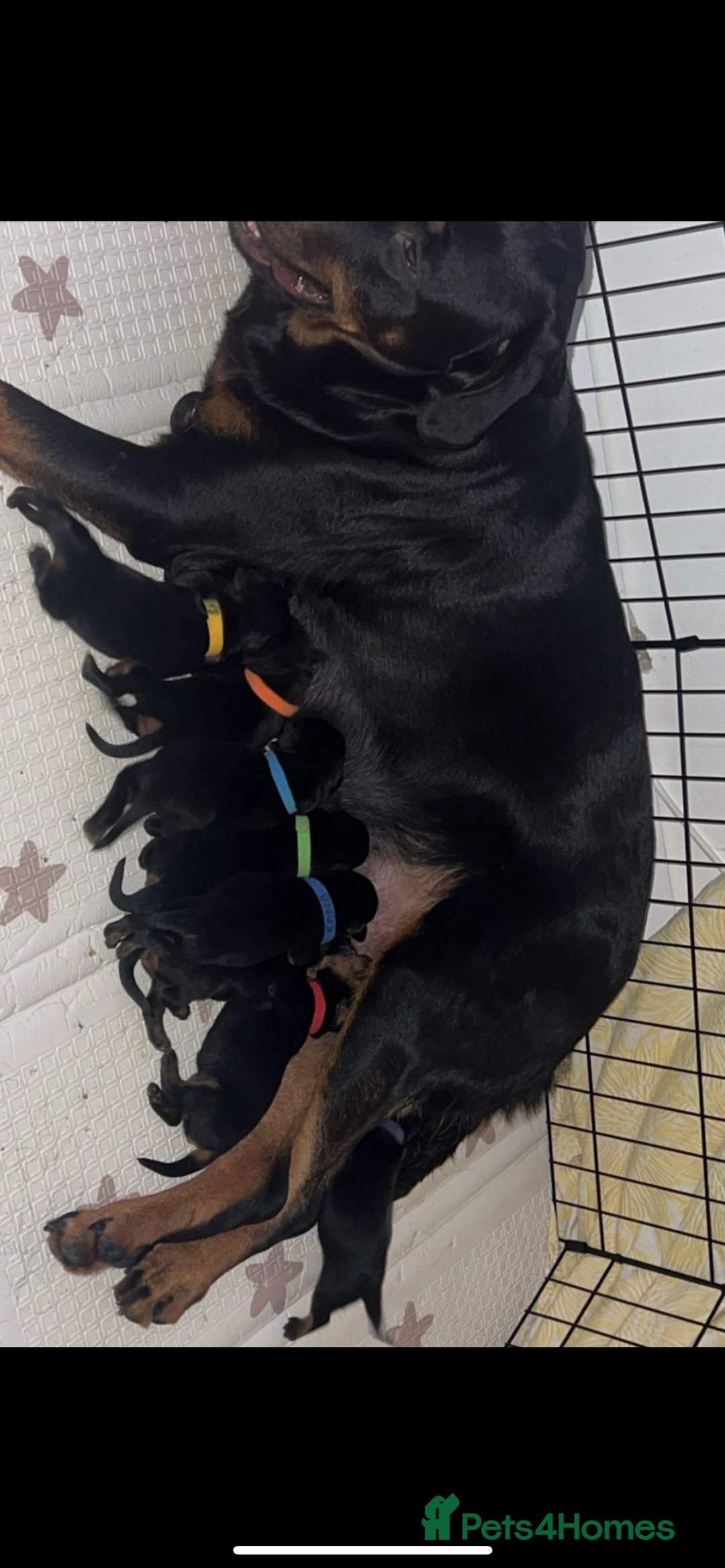 Rottweiler dogs for sale: ⭐ LAST THREE ROTTWEILER PUPPIES LEFT ⭐  - Advert 2