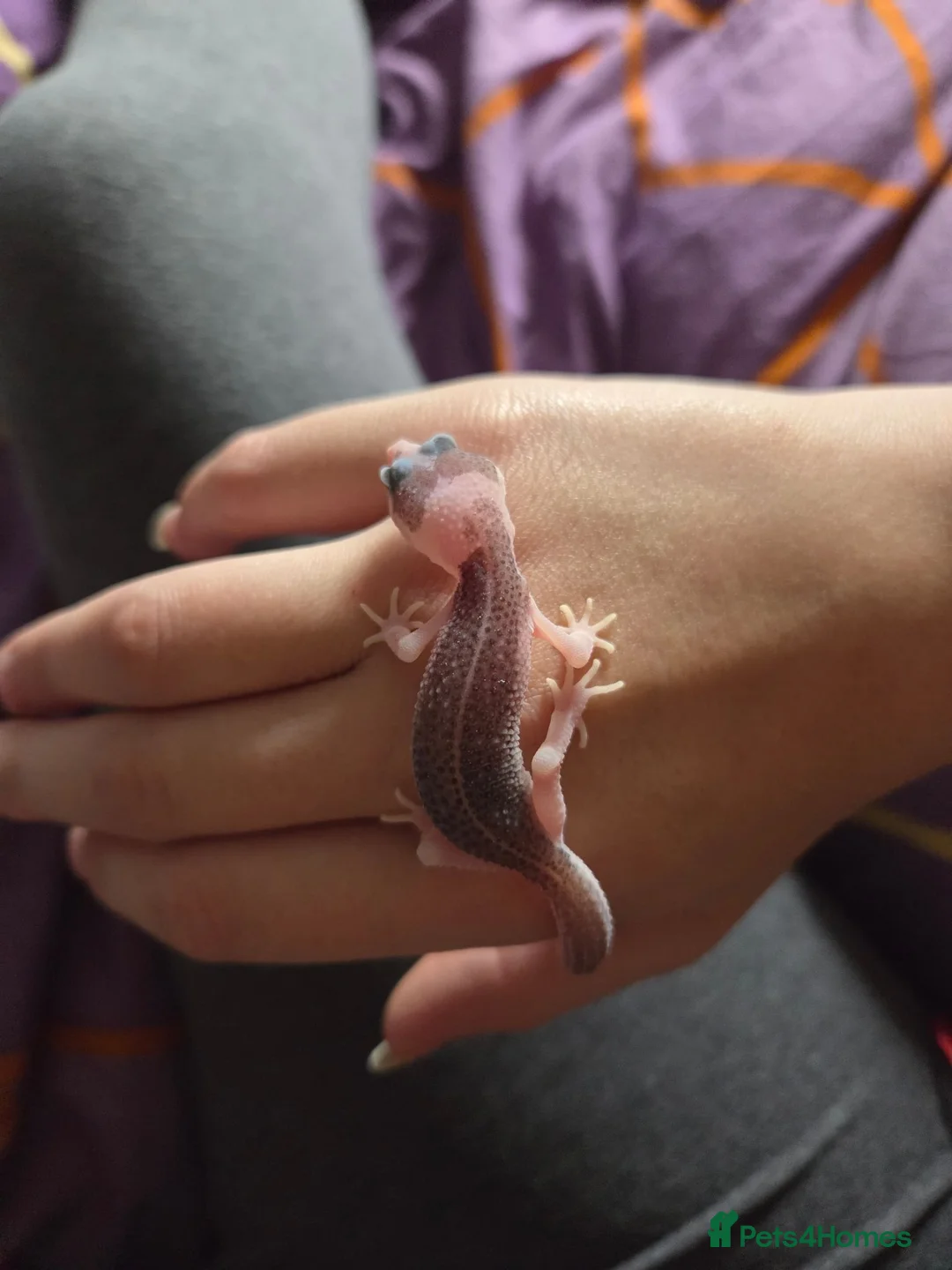 Gecko reptiles for sale: Leopard gecko baby's ready for new homes in Holsworthy - Advert 1
