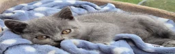 British Shorthair cats for sale: Stunning BSH kitten GCCF Reg Champion sired - Advert 20
