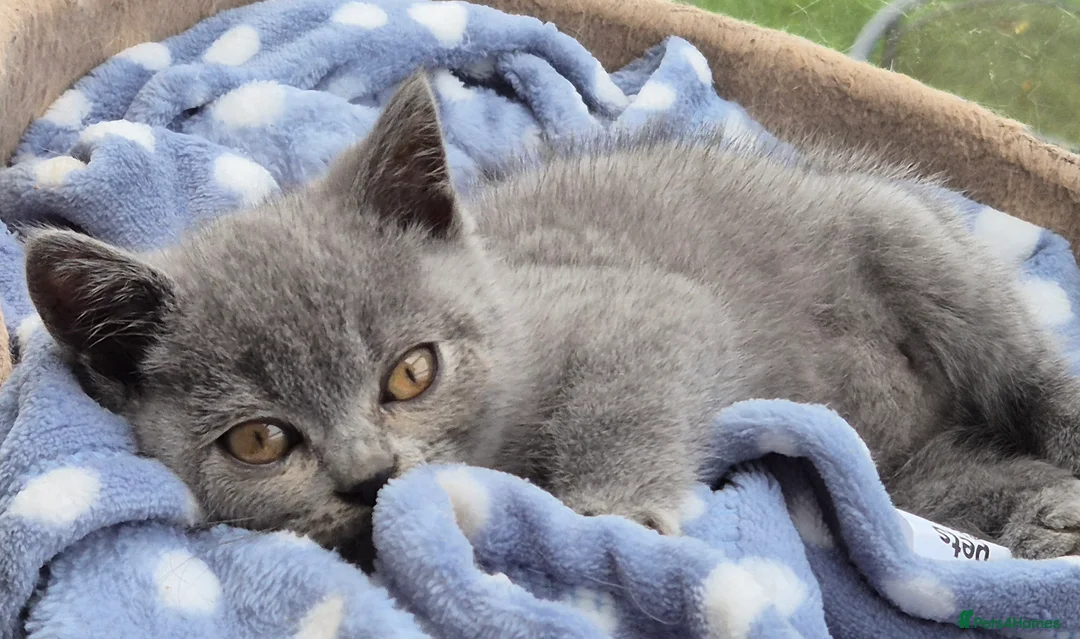 British Shorthair cats for sale: Stunning BSH kitten GCCF Reg Champion sired - Advert 20