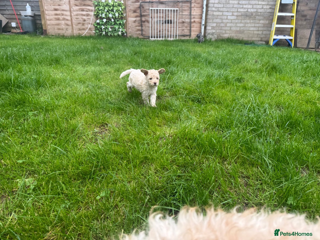 Cockapoo dogs for sale: Outstanding Toy Cockapoo pups  - Image 6