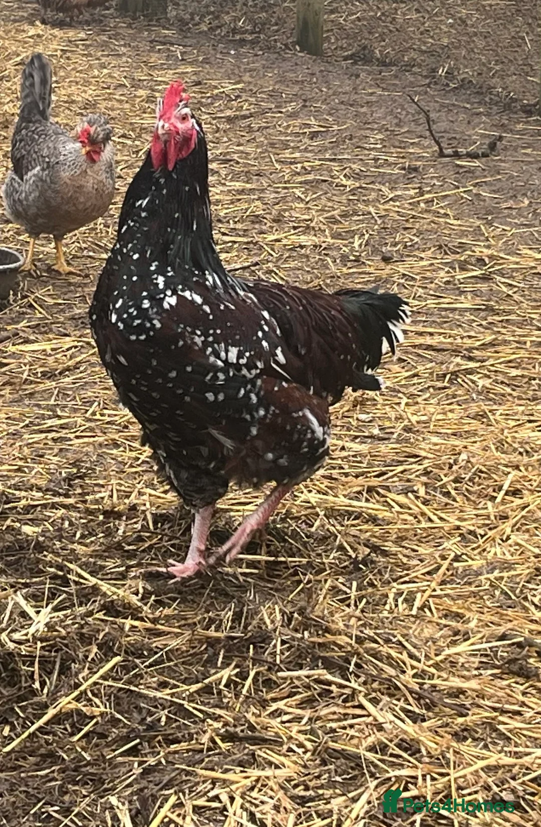 Mixed Breed livestock for sale: Speckled Sussex Cockerel in Woodbridge - Advert 2
