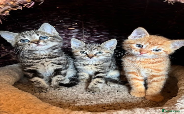 Mixed Breed cats - Advert 4