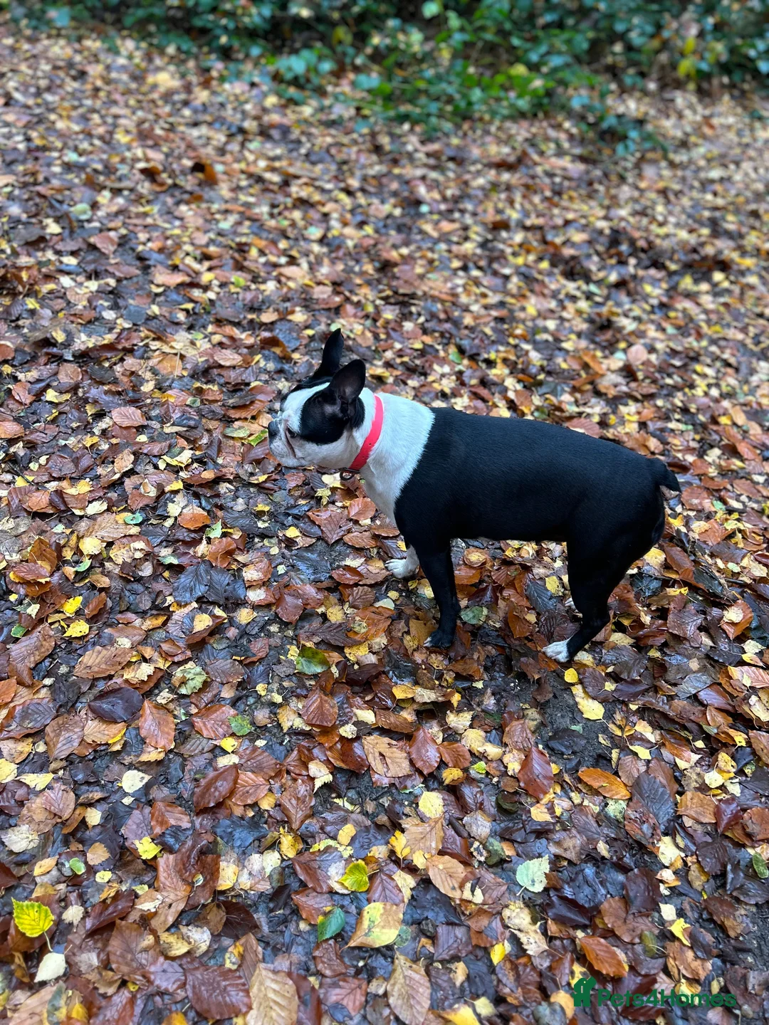 Boston Terrier dogs for sale: Kc reg boston terriers - Advert 2