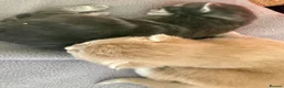 Mixed Breed cats for sale: Stunning litter off fur babies  - Advert 7