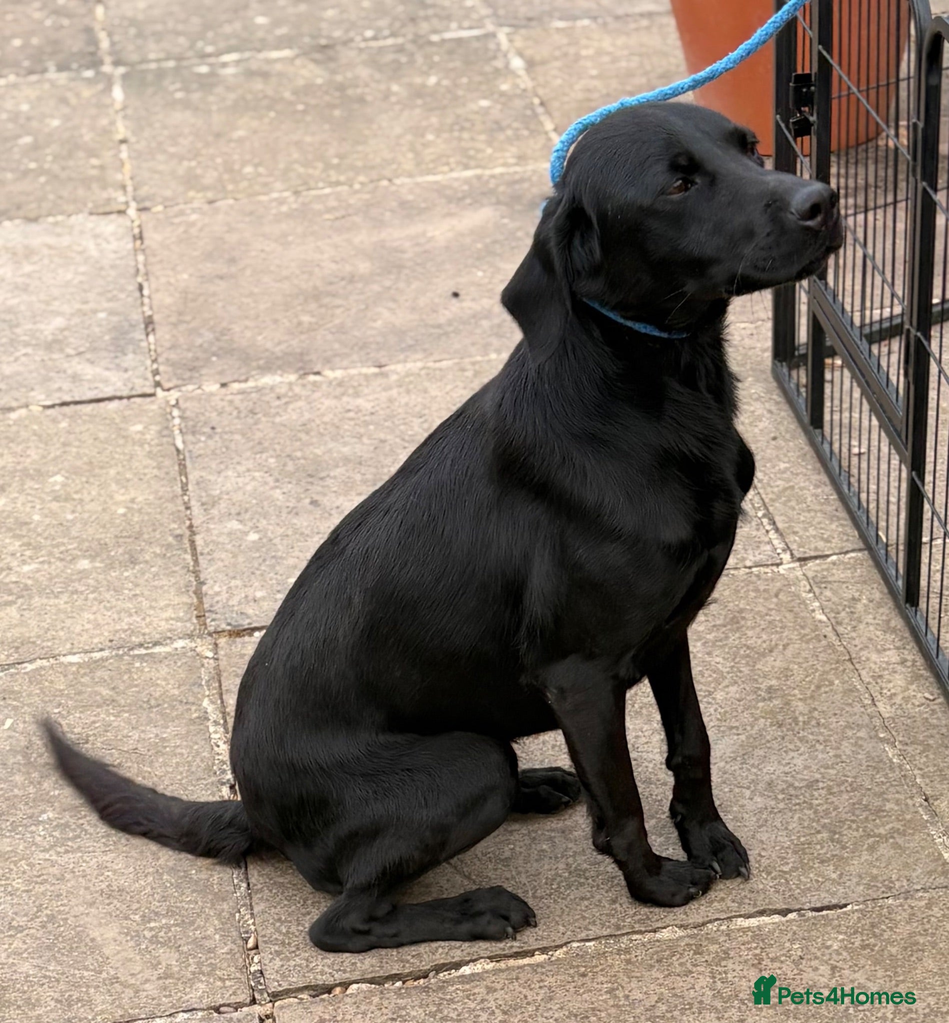 Labrador Retriever dogs Black Labrador Puppies - Advert 3