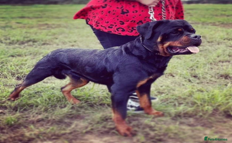 Rottweiler dogs - Advert 3