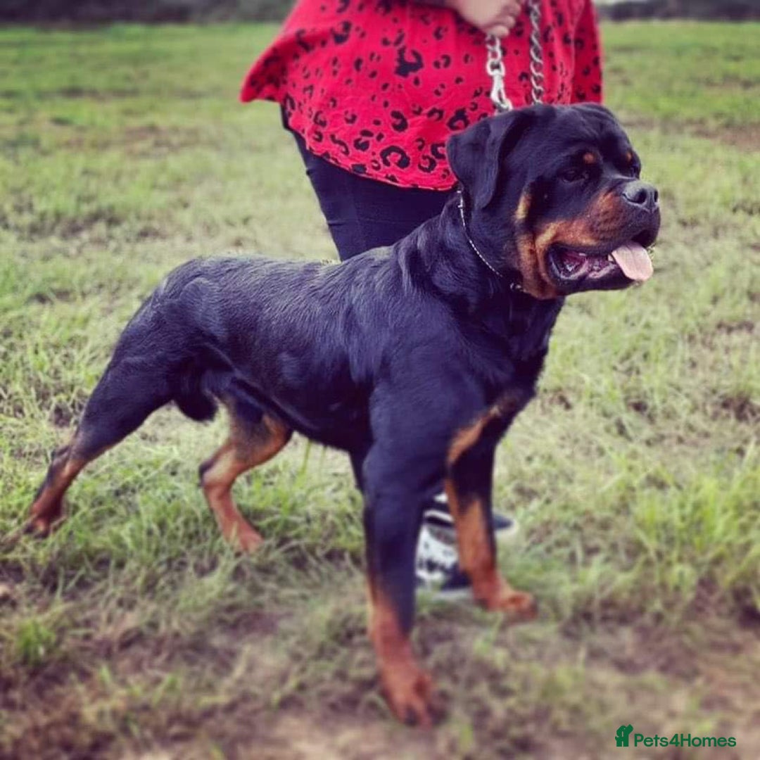 Rottweiler dogs for sale: 🐾 STUNNING ROTTWEILER PUPPIES FOR SALE! 🐾 - Image 1