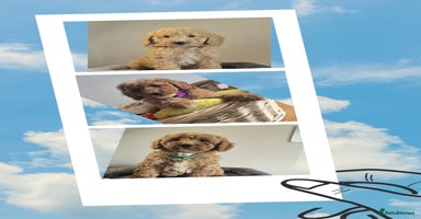 Cockapoo dogs - Advert 1