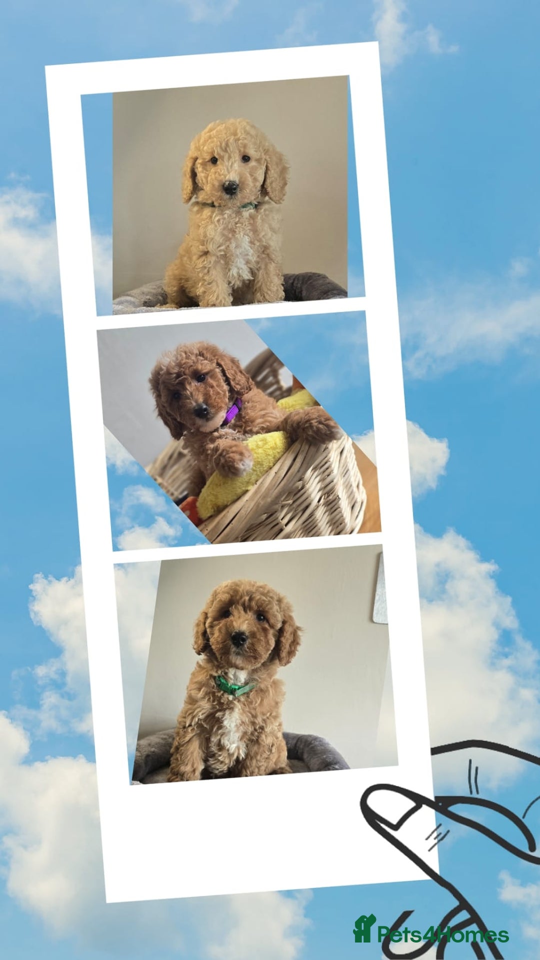 Cockapoo dogs for sale: Beautiful Cockapoo Puppies  - Image 2