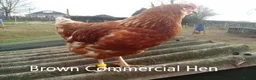 Hens poultry for sale: Laying Hens - Point of Lay - lots of colours - Advert 6