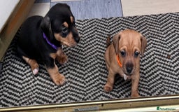 Mixed Breed dogs for sale: 5 Jack Russell x miniature dashound puppies £800 - Image 28