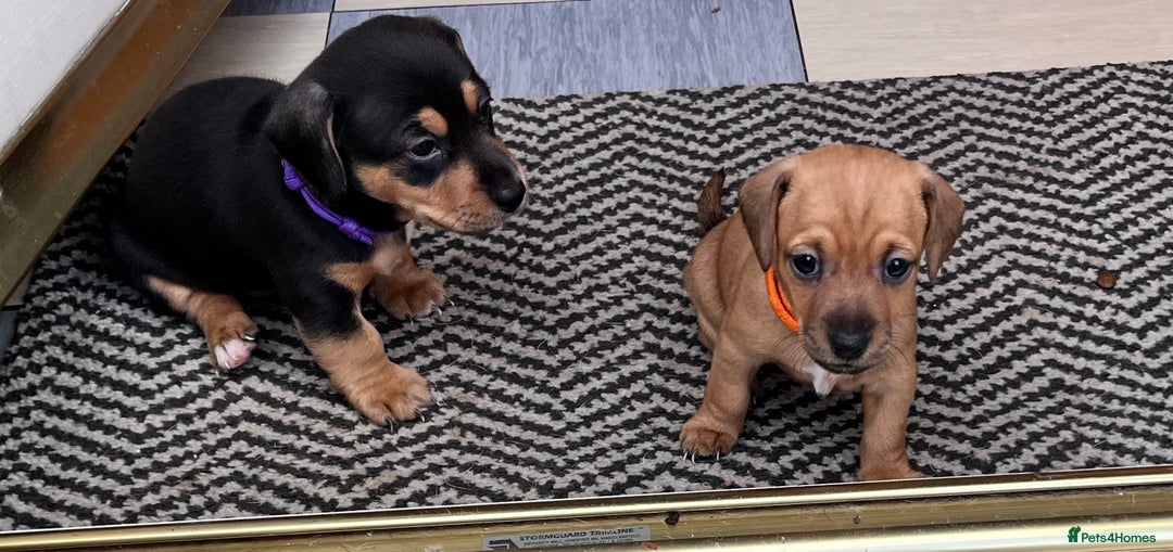 Mixed Breed dogs for sale: 5 Jack Russell x miniature dashound puppies £800 - Image 28