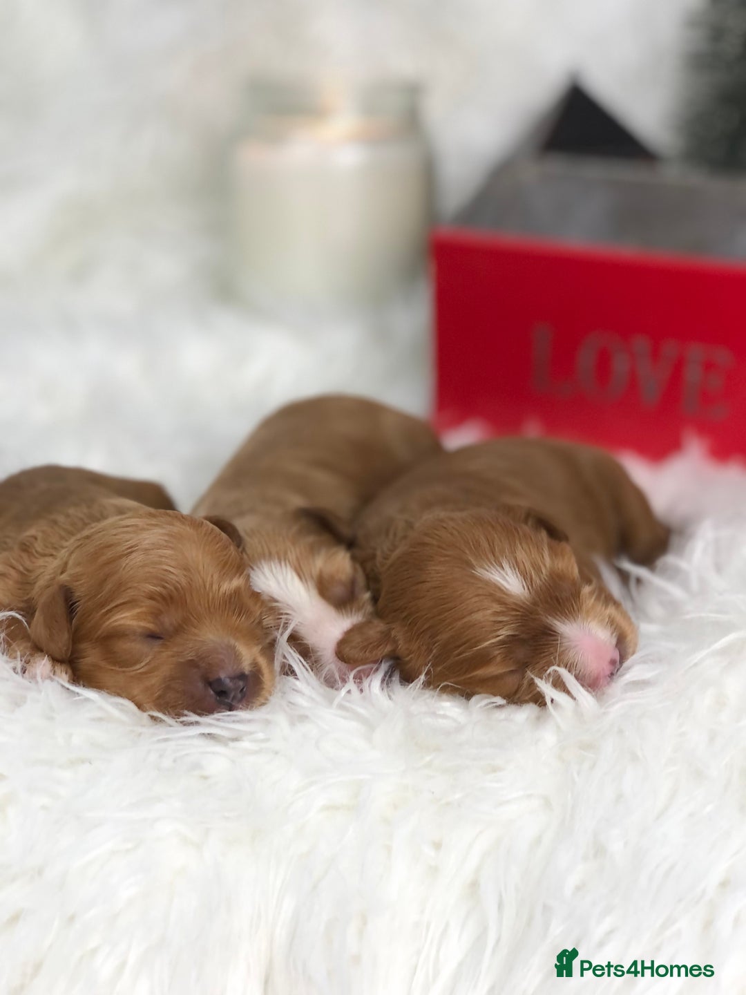 Cavapoo dogs for sale: Red F1 Cavapoo Ready to leave 20th December🐾🩵 - Advert 1