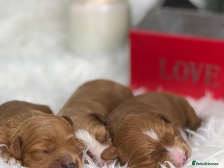 Cavapoo dogs Red F1 Cavapoo Ready to leave 20th December🐾🩵 - Advert 5