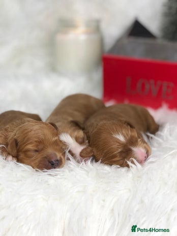 Cavapoo dogs Red F1 Cavapoo Ready to leave 20th December🐾🩵 - Advert 1