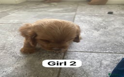 Cocker Spaniel dogs for sale: OUT STANDING GOLDEN SHOW TYPE COCKER SPANIEL  - Image 12