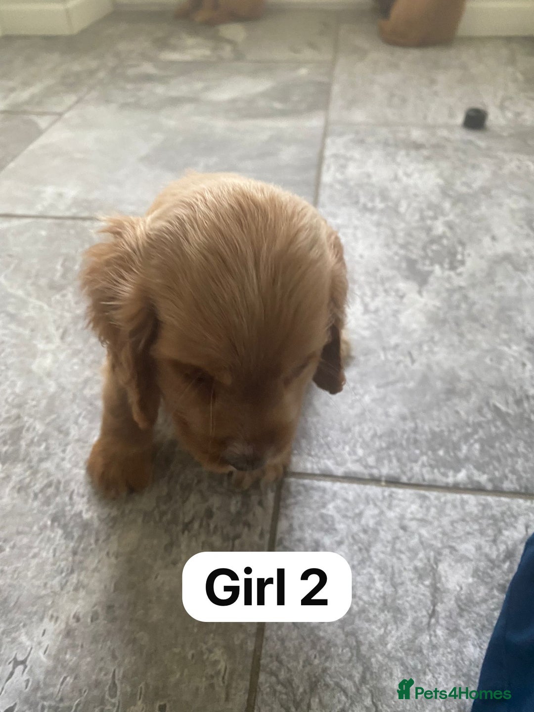 Cocker Spaniel dogs for sale: OUT STANDING GOLDEN SHOW TYPE COCKER SPANIEL  - Image 12
