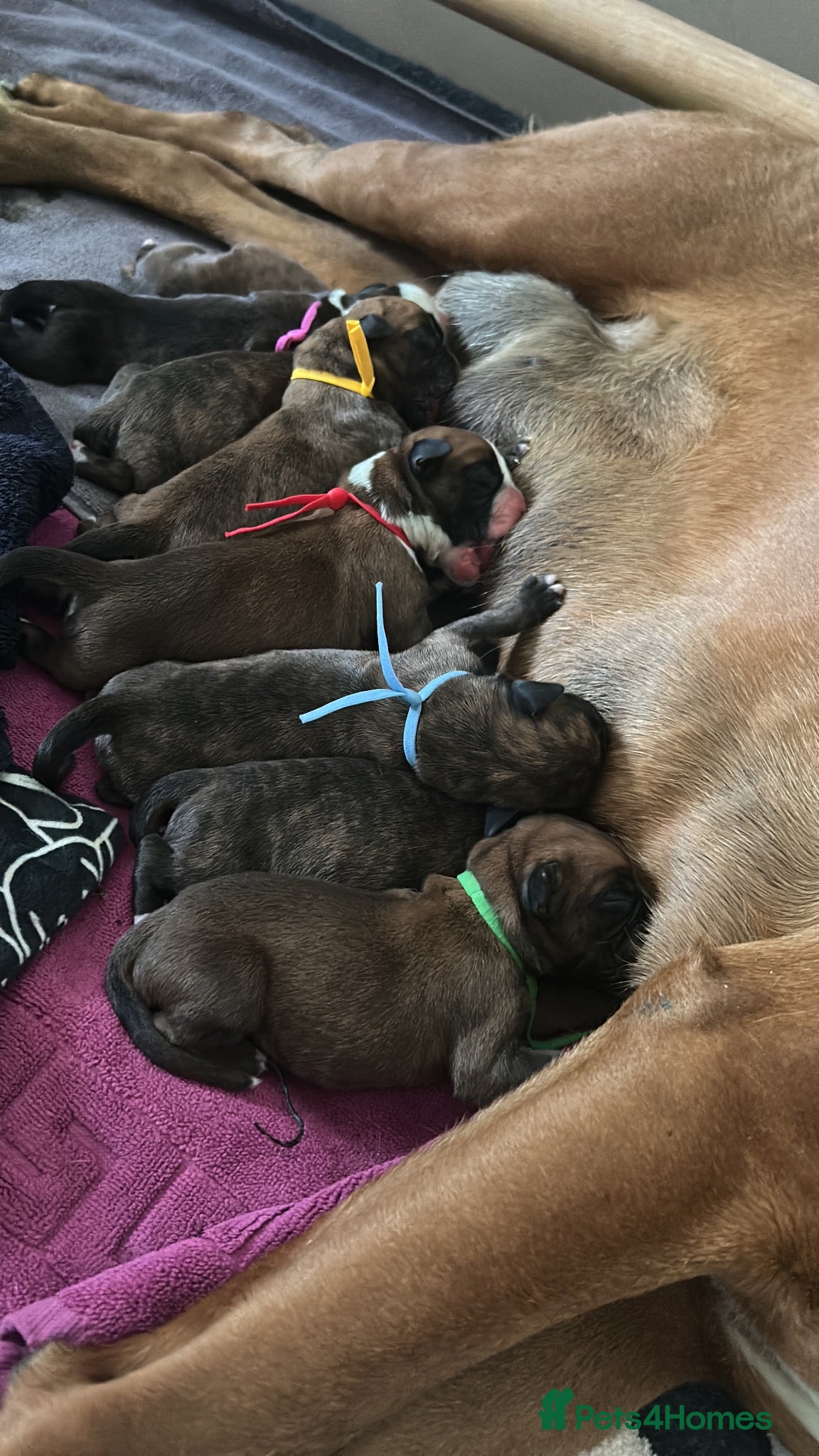 Boxer dogs Beautiful KC boxer puppies  - Advert 10