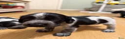 Cocker Spaniel dogs for sale: 3 beautiful cocker spaniel puppies  - Advert 7