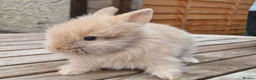 Lionhead rabbits for sale: Purebred Lionheads for sale - Advert 4