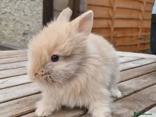 Lionhead rabbits Purebred Lionheads for sale - Advert 6