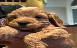 Cockapoo dogs for sale: F2 Cockapoo Puppies - Image 11