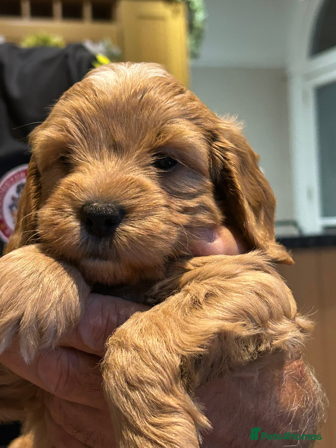 Cockapoo dogs for sale: F2 Cockapoo Puppies - Image 11