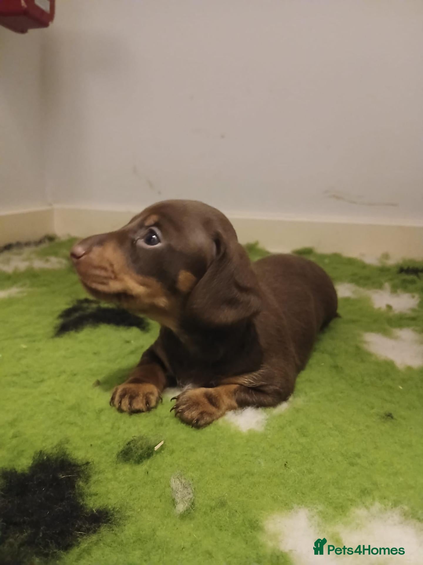 Dachshund dogs Uno the Dachshund - Advert 1