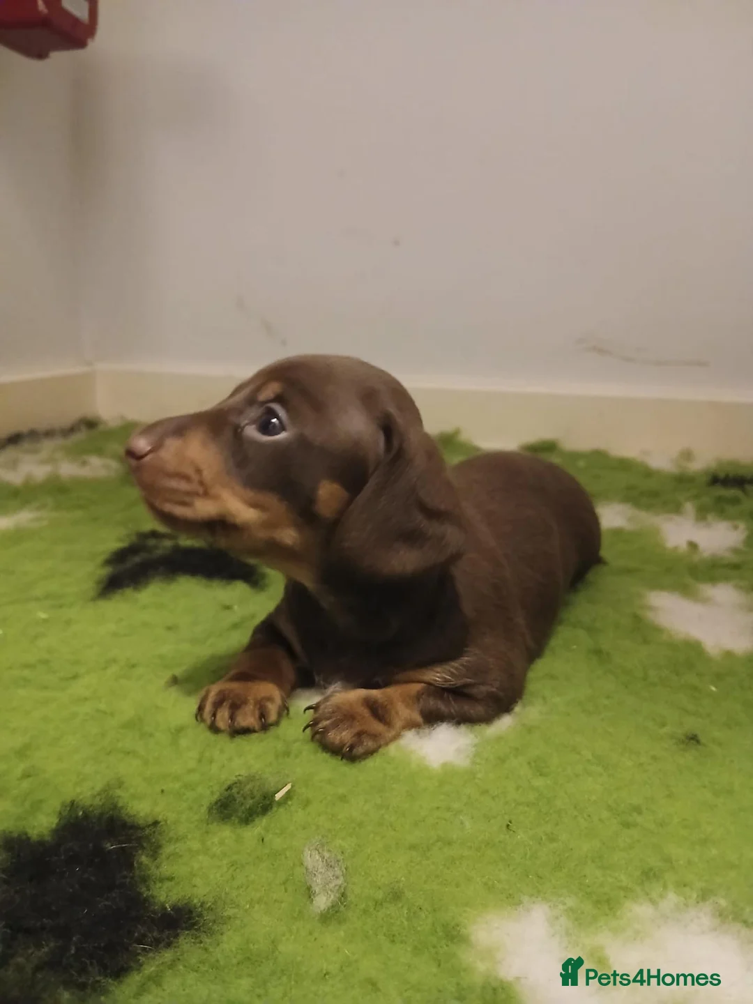 Dachshund dogs for sale: Uno the Dachshund - Advert 1