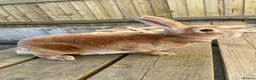Rex rabbits for sale: 💖Pure bred mini Rex various ages 💖 - Advert 4