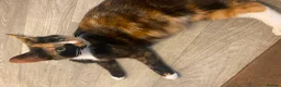 Mixed Breed cats for sale: Beautiful kittens - Advert 6