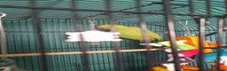 Parakeets birds for sale: Indian ringneck  in Hull - Advert 4