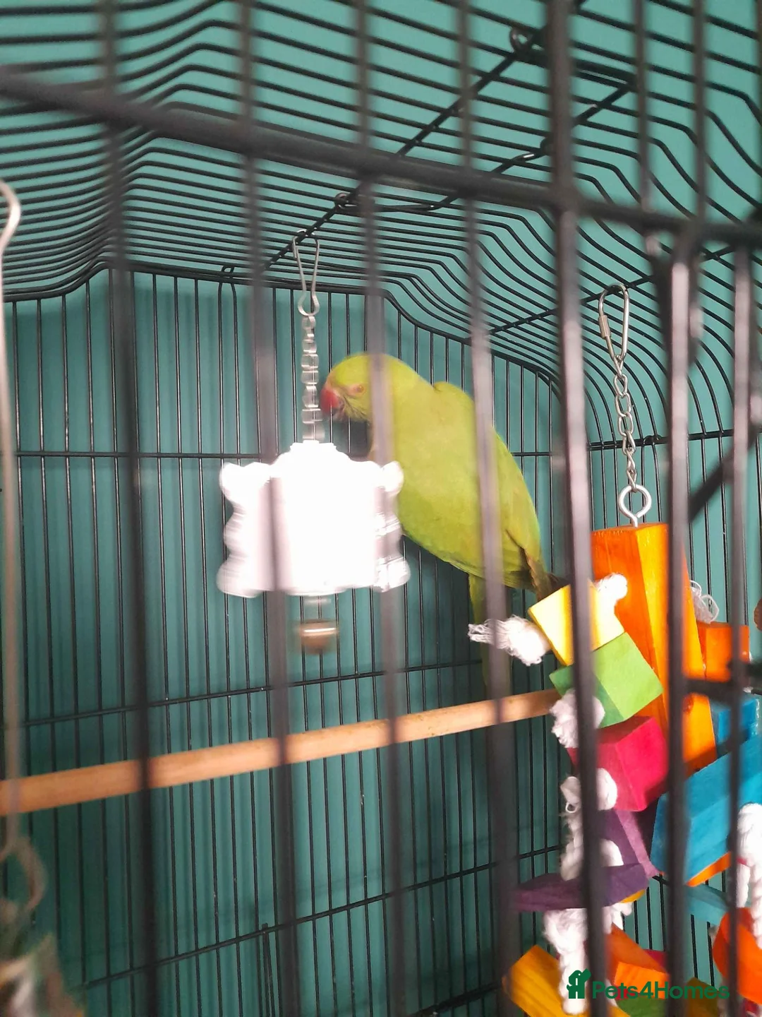 Parakeets birds for sale: Indian ringneck  in Hull - Advert 4