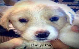 Mixed Breed dogs for sale: Golden retriever cross welsh collie  - Image 2